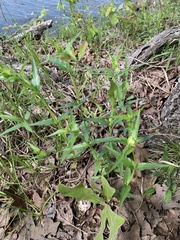 Monarda russeliana