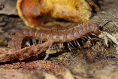 Polydesmus complanatus