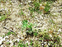 Lupinus hispanicus