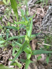 Monarda russeliana
