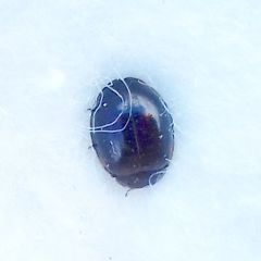 Exochomus quadripustulatus