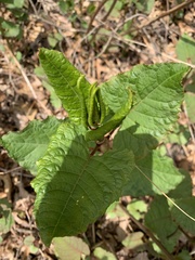 Reynoutria japonica