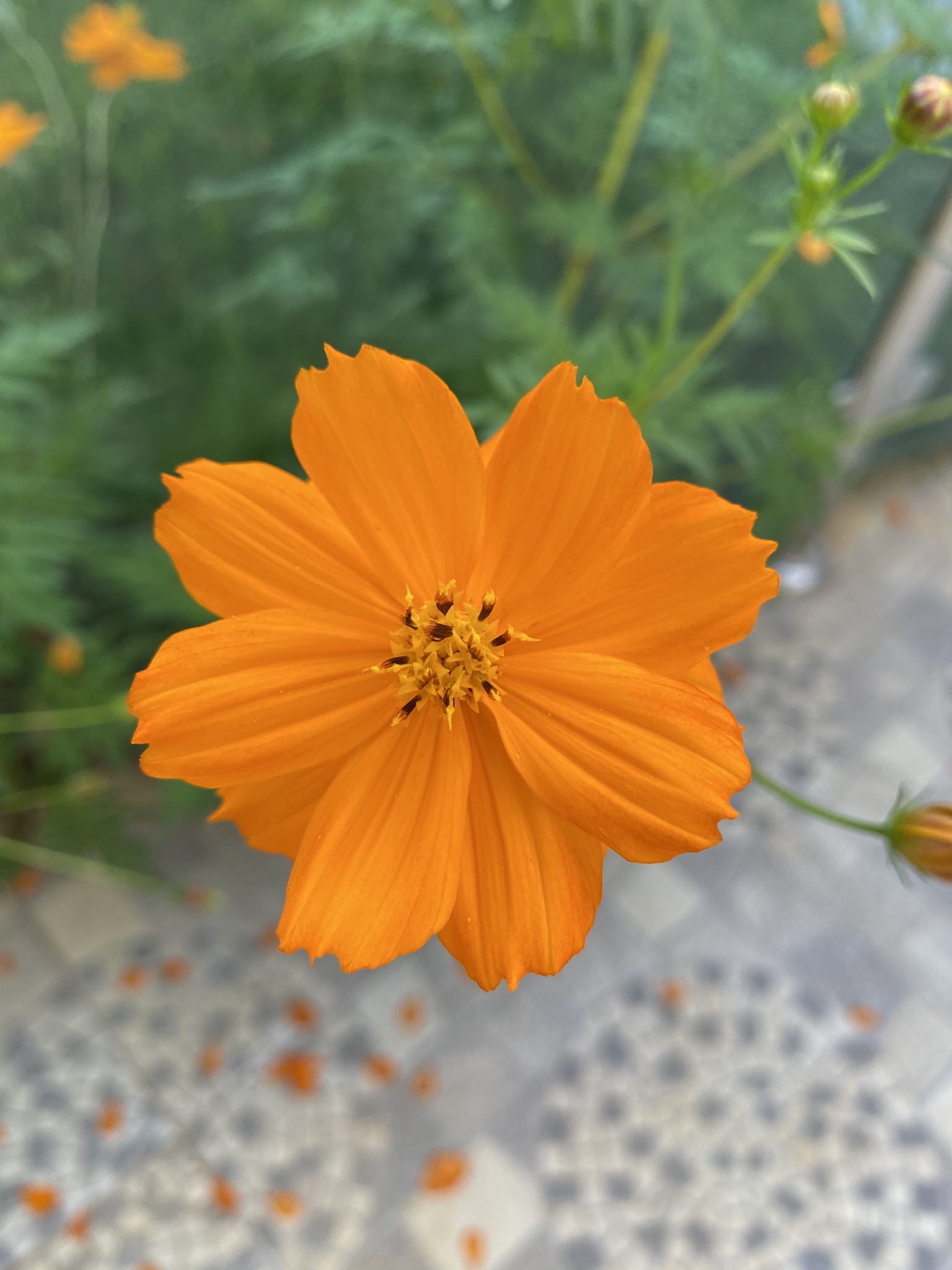 Cosmos sulphureus