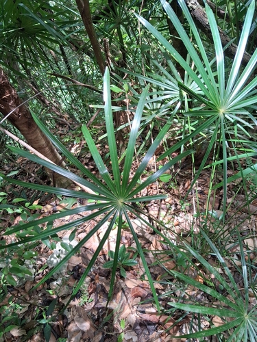 Coccothrinax alta, photograph 5