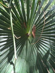 Coccothrinax alta, photograph (c) Kurt Miller, some rights reserved (CC BY-SA)