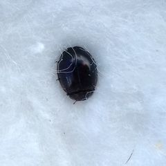 Exochomus quadripustulatus