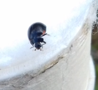 Exochomus quadripustulatus