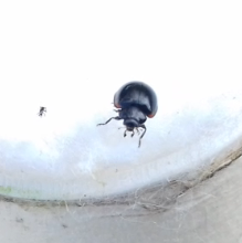 Exochomus quadripustulatus