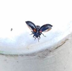 Exochomus quadripustulatus