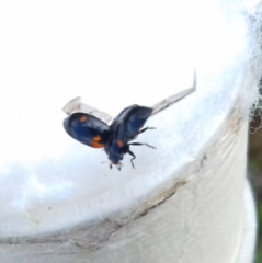 Exochomus quadripustulatus