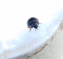 Exochomus quadripustulatus