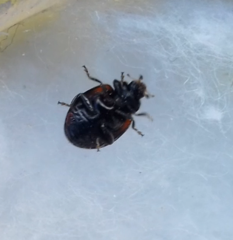 Exochomus quadripustulatus