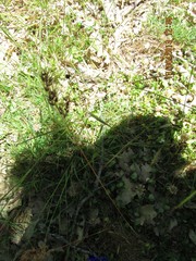 Poa bulbosa vivipara