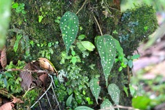 Begonia hitchcockii