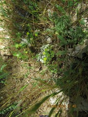 Ornithopus compressus