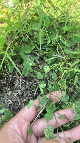 Christia obcordata observed 2026-05-31