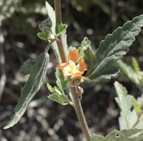 Sphaeralcea hastulata, photograph 3