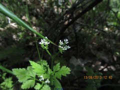 Chaerophyllum nodosum