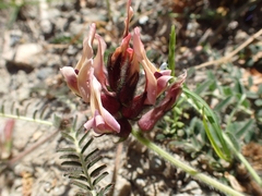 Astragalus suberosus haarbachii