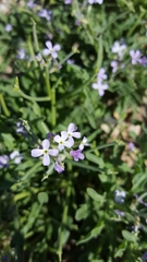 Matthiola parviflora