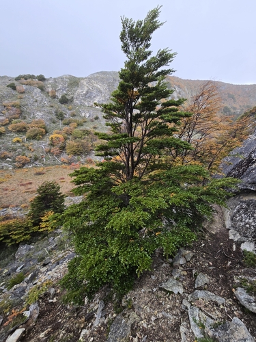 Nothofagus betuloides, photograph 4