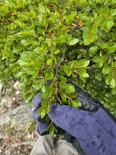 Nothofagus betuloides, photograph 5