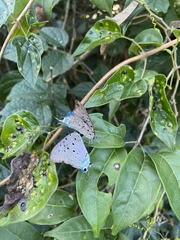 Pseudolycaena marsyas