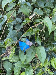 Pseudolycaena marsyas