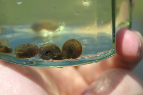 Planorbarius metidjensis