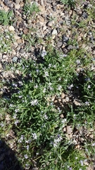 Matthiola parviflora