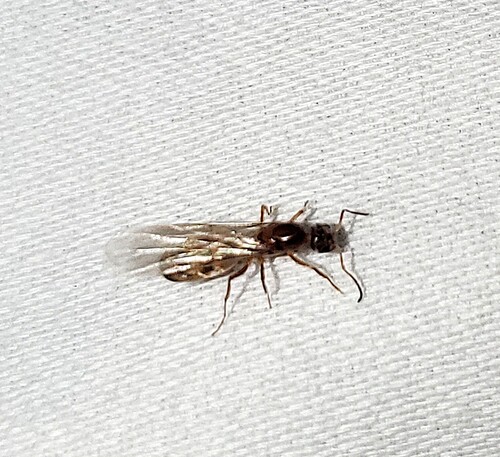 Yellow Pyramid Ant
