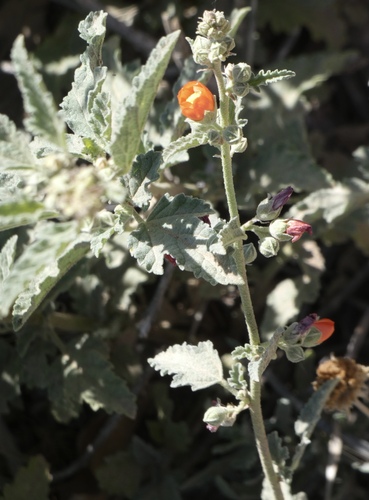 Sphaeralcea hastulata, photograph 2