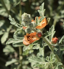 Sphaeralcea hastulata
