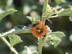 Sphaeralcea hastulata, photograph (c) bmasinton, some rights reserved (CC BY-SA)