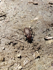 Carabus maeander