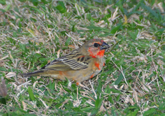 Foudia madagascariensis