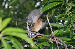 Foudia madagascariensis