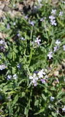 Matthiola parviflora