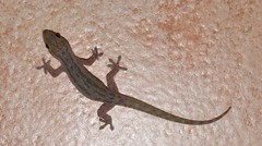 Hemidactylus frenatus