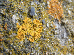 Polycauliona impolita