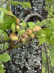 Phylloxera spinosa