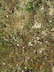 Petrorhagia nanteuilii