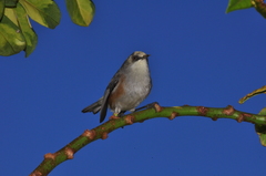 Zosterops borbonicus