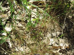 Vicia lutea
