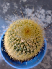 Parodia lenninghausii