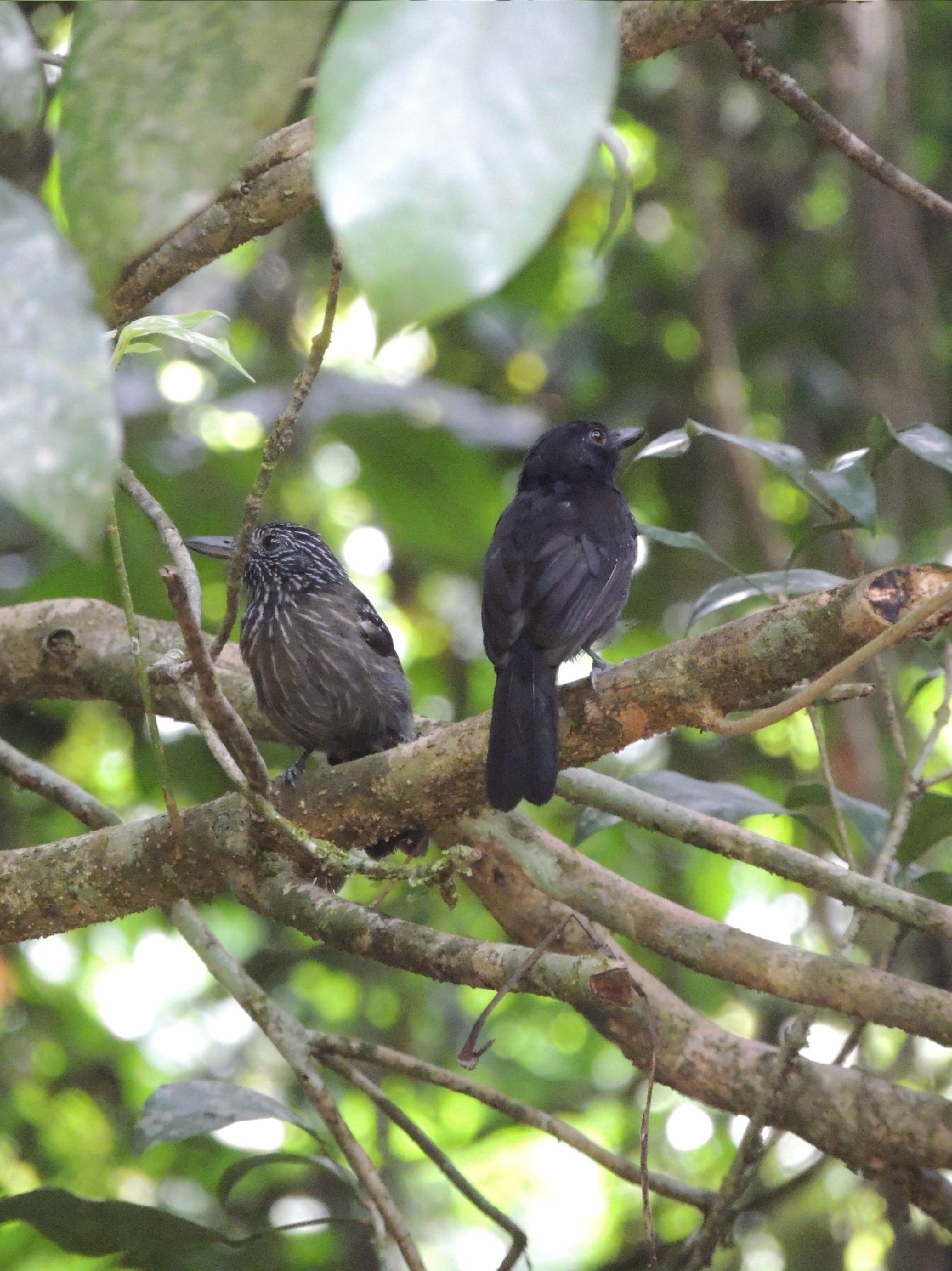Black-hooded Antshrike (Thamnophilus bridgesi), photo 9