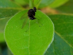 Chrysopilus basilaris