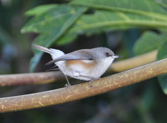 Zosterops borbonicus