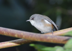 Zosterops borbonicus