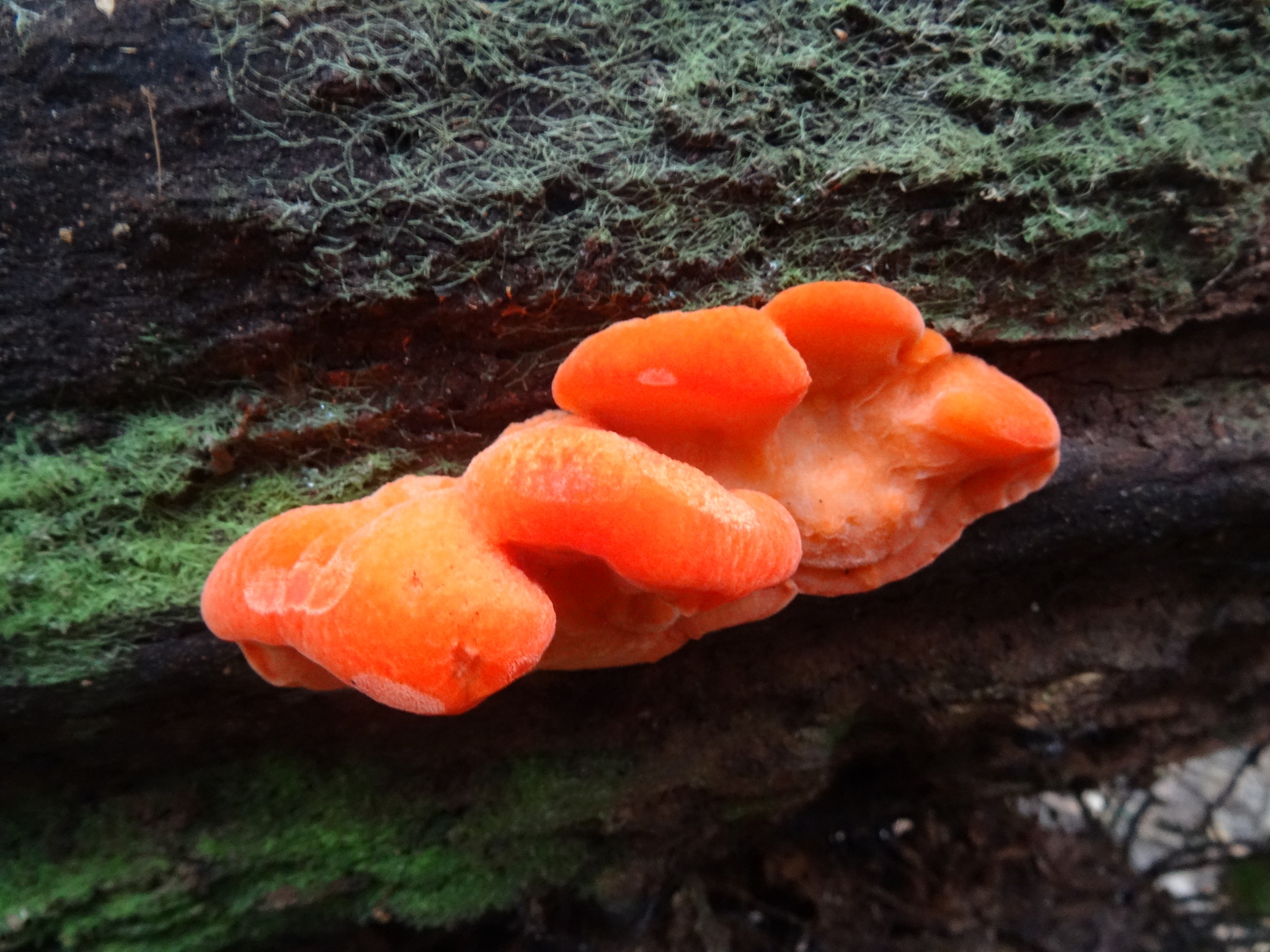 Tyromyces pulcherrimus image